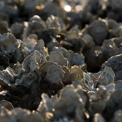 thumbnail for publication: Induction and Establishment of Tetraploid Oyster Breeding Stocks for Triploid Oyster Production